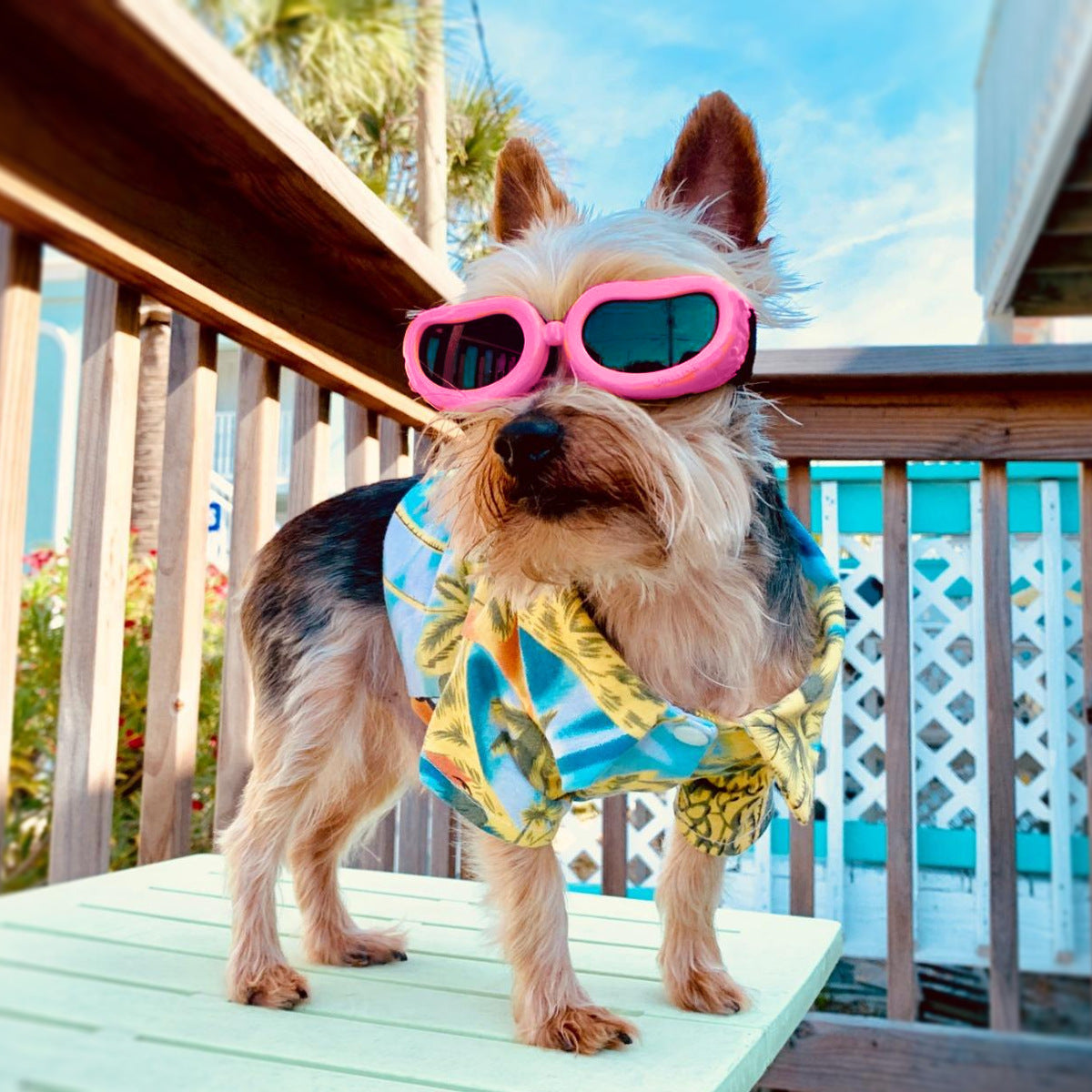 Windproof UV Protection Small Dog Sun Glasses