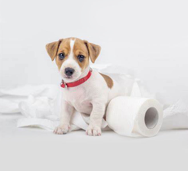What to Do If Your Dog Is Constipated