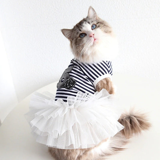 How to dress your cat to look adorable?