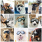 Uv Protection Laser Color Large Dog Sun Glasses