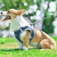 Mesh Pet Harness Set With 1.5m Pet Leash